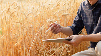 Farmer using digital tablet in barley field on sunny day, Smart farming, Business agriculture...