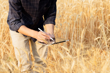 Farmer using digital tablet in barley field on sunny day, Smart farming, Business agriculture technology concept.
