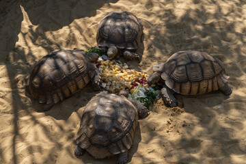 Japanese garden in Krasnodar. Dry pond Kareike. Four huge African spurred tortoises eat exotic...