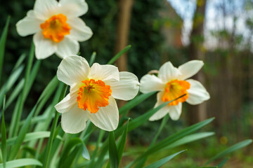 Close-up of beautiful white narcissus flowers in spring garden. White daffodils (or jonquils). Picture from live nature. Spring landscape, fresh wallpaper, nature background concept
