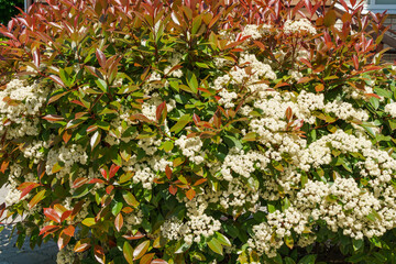 Beautiful blossom of Photinia fraseri 'Red Robin' plant. Red leaves and white flowers of spring Photinia. Close-up - obrazy, fototapety, plakaty