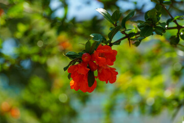 Red flowers of pomegranates (Punica granatum) on tree in Sochi resort. Sunny summer day. Selective focus. Place for text