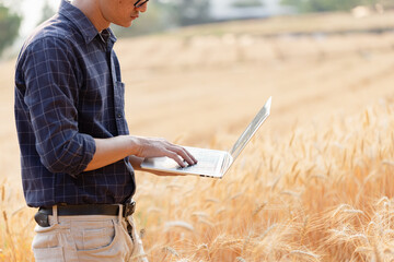 Farmer with digital laptop checking quality in barley fields, Smart farming,
