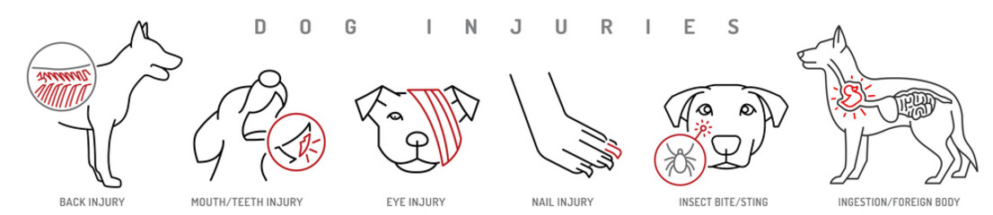 Various types of dog injuries. Back, eye, paw, mouth injury. - obrazy, fototapety, plakaty