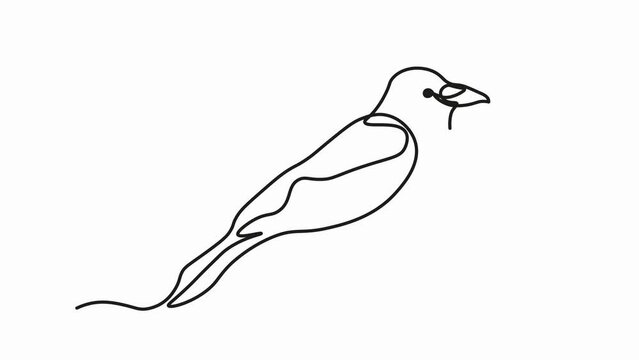 Self drawing animation with one continuous line draw, abstract Bird Raven,crow
