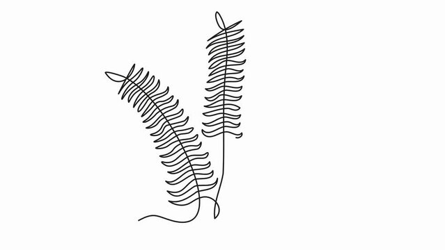 Self drawing animation with one continuous line draw, abstract plant fern, algae or Grass 