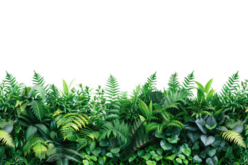 Verdant Veil: A Wall of Lush Greenery Against a Serene White Background. White or PNG Transparent Background.