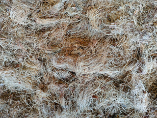 The main fuel fiber for a biomass boiler in a factory