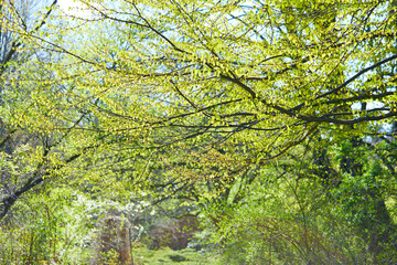 Fototapeta premium spring park in the Europe