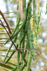 Moringa oleifera tree in bloom with drumstick fruits medicinal plant