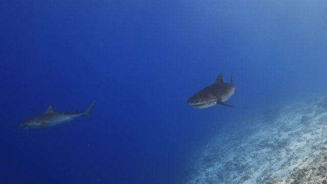 Tiger Shark in the Blue, shot taken at the Fuvahmulah Island in the Southern Maldives