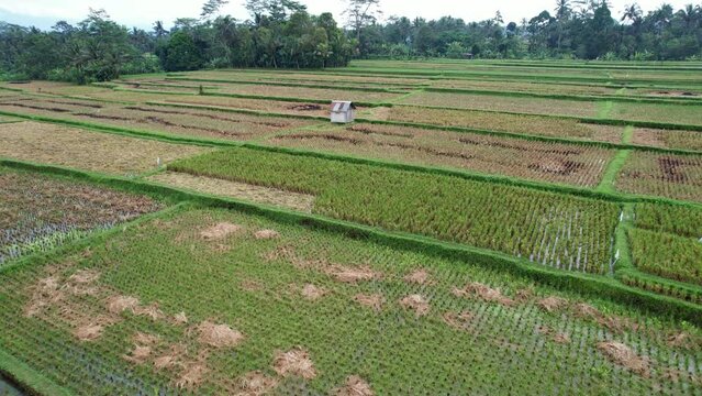 Different look of harvested rice fields, short or long stubble, burned straw or windrow remains lie on flooded ground. Aerial shot of paddies in last stage of wet rice growing
