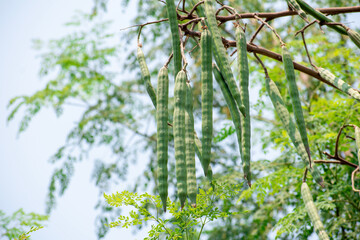 Moringa oleifera tree in bloom with drumstick fruits medicinal plant
