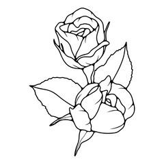 Black and white hand drawn floral illustration with rose flowers. Outline of a rose isolated on a transparent background.