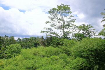Fototapeta premium Jungle of palm trees in tropical Ubud, Bali, Indonesia