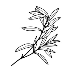 Black and white hand drawn botanical illustration. Olive branch outline isolated on transparent background.