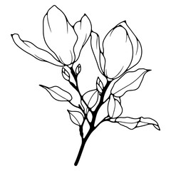 Black and white hand drawn floral illustration. Outline of a flower isolated on a transparent background.