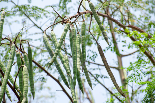 Moringa oleifera tree in bloom with drumstick fruits medicinal plant