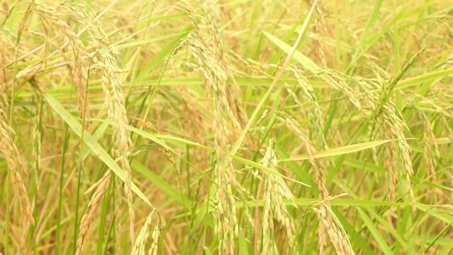 Golden ears of rice in the rice field