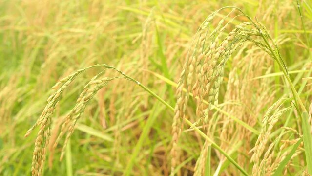 Golden ears of rice in the rice field