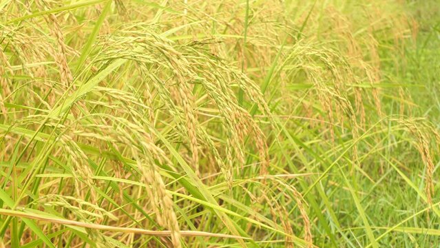 Golden ears of rice in the rice field