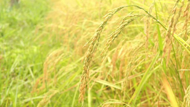 Golden ears of rice in the rice field