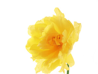 A yellow tulip on white background