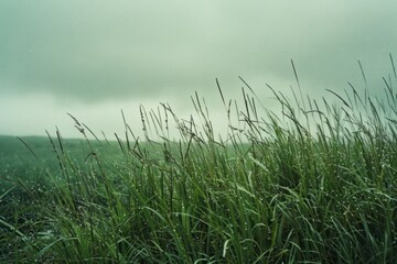 Obraz premium Field of tall green grass covered with dew