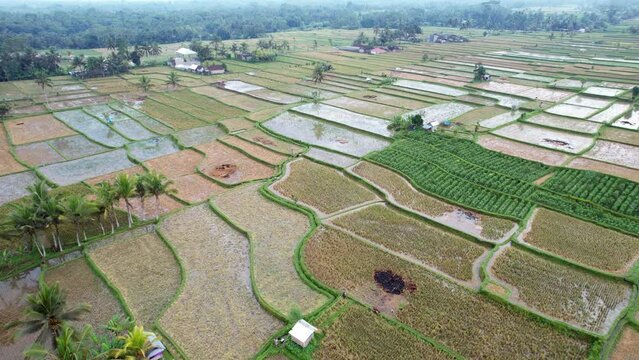 Rather plain and big cultivated area divided to many rice fields, most harvested and flooded with water. Aerial shot of plantations at Bali upland