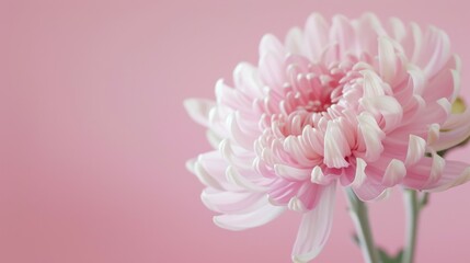 Close-up of a pink Chrysanthemum flower with delicate petals and soft bokeh background