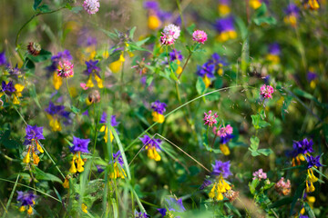 Colorful field flowers abstract blurred summer background