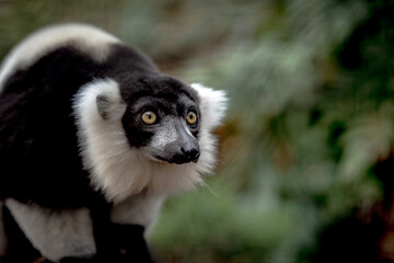 Obraz premium lemur