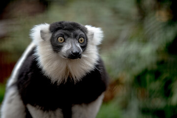 Fototapeta premium ring lemur