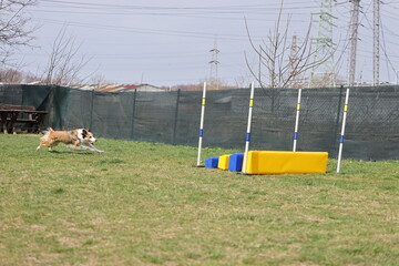 Dog training on agility field