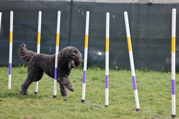 Dog running slalom on the agility field for dogs