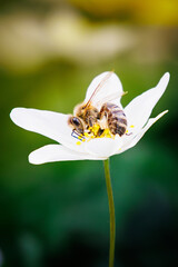 Pszczoły zbierające pyłek - obrazy, fototapety, plakaty