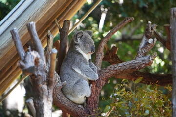 Koala at the zoo sitting up