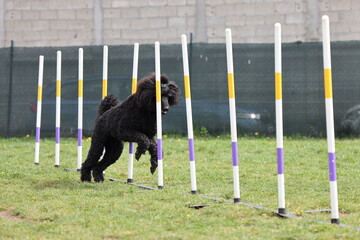 Dog running slalom on the agility field for dogs