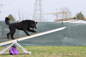 Dog running acros seesaw in agility competition