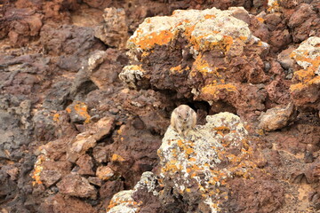 Curious barbary ground squirrel at volcano caldera Calderon Hondo, Fuerteventura, Atlantoxerus getulus