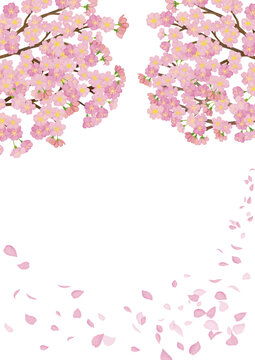 水彩風　満開の桜と花びら　背景　縦
