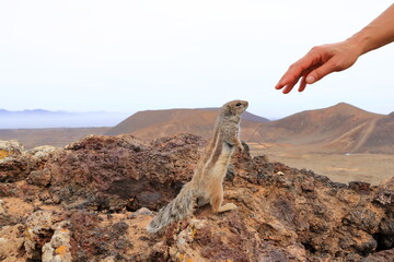 barbary ground squirrel asking for food at volcano caldera Calderon Hondo, Fuerteventura, Atlantoxerus getulus - obrazy, fototapety, plakaty