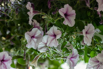 Petunia plant with white and lilac flowers, Petunia exserta, Surfinia. Toning. Beautiful decorative...
