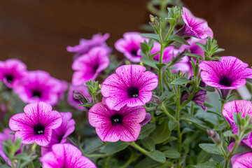 Petunia plant with pink flowers, Petunia exserta, Surfinia. Toning. Beautiful decorative plants...