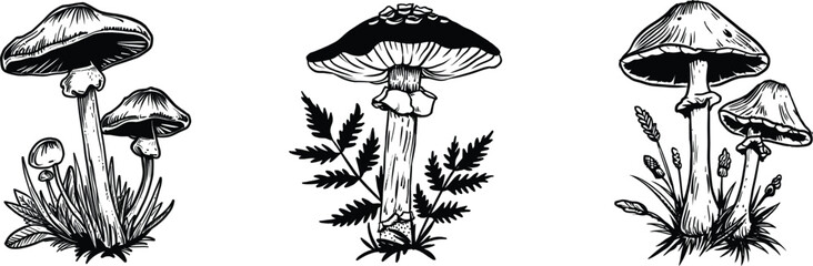 Set of mushroom, vector illustration.