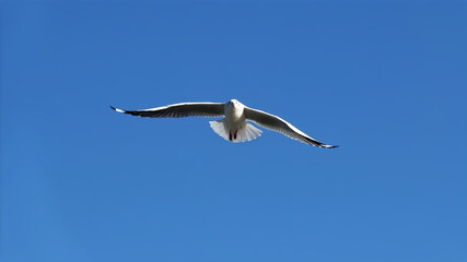 Alone Seagull flying in the blue sky background.