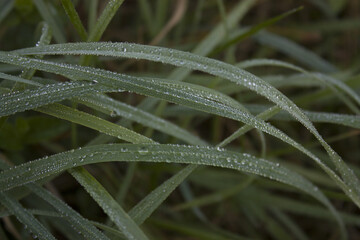Dew on green grass closeup