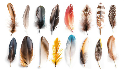 Assorted bird feathers displayed on a white background.