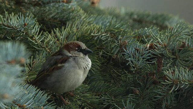 Close-up puffed up House Sparrow male chirps on spruce tree branch