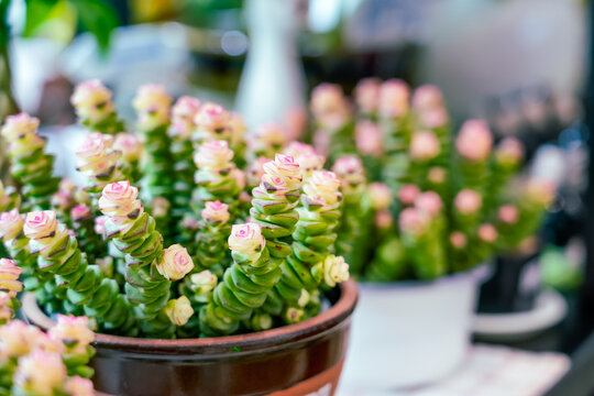 Crassula conjuncta perforata cv. Giant pagoda variegata